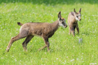 A young chamois (Rupicapra rupicapra) runs across a green meadow on a sunny day. A second young