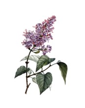 Common Lilac, Syringa vulgaris, after an illustration by Pierre Joseph Redoute, digitally restored