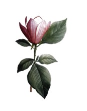 Lily magnolia, Magnolia discolor, after an illustration by Pierre Joseph Redoute, digitally