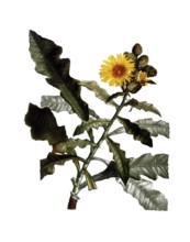 Shrubby sow thistle, Sow thistles, Sonchus fruticosus, after an illustration by Pierre Joseph
