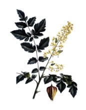 Golden rain tree, Koelreuteria paniculata, after an illustration by Pierre Joseph Redoute,