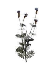 Crested Lavender, French Lavender, Lavandula stoechas, after an illustration by Pierre Joseph