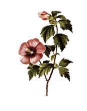Bush hibiscus, Rose of Sharon, Hibiscus syriacus, after an illustration by Pancrace Bessa,