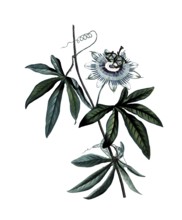 Blue passion flower, Passiflora caerulea, after an illustration by Pierre Joseph Redoute, digitally