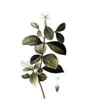Gardenia, Gardenia florida, after an illustration by Pierre Joseph Redoute, digitally restored