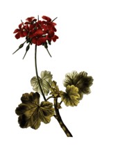 Scarlet geranium, Cranesbill, Geranium inquinans, after an illustration by Pancrace Bessa,