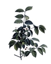 Warty spindle bush, Spindle, Euonymus verrucosus, after an illustration by Pierre Joseph Redoute,