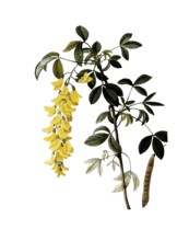 Laburnum anagyroides, Golden Chain, Cytisus laburnum, after an illustration by Pierre Joseph