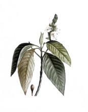 Justicia adhatoda, also known as adhatoda plant, malabar nut or vasica, Justicia adhatoda, after an