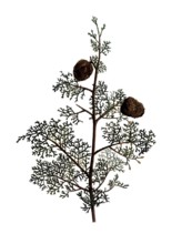 Mediterranean Cypress, Cupressus sempervirens, after an illustration by Pierre Joseph Redoute,