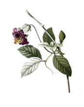 Bell vine, Cup and saucer vine, Cobaea scandens, after an illustration by Pierre Joseph Redoute,