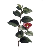 Japanese camellia, Camellia japonica, after an illustration by Pierre Joseph Redoute, digitally