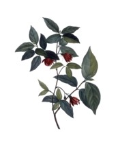 Sweetshrub, spice bush, Calycanthus nanus, after an illustration by Pierre Joseph Redoute,