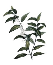 Rosemary heather, Andromeda acuminata after an illustration by Pierre Joseph Redoute, digitally