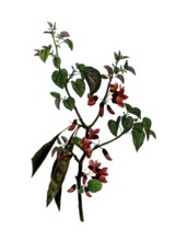 Judas Tree, Cercis siliquastrum, after an illustration by Pierre Joseph Redoute, digitally restored