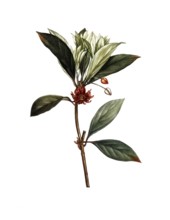 Illicium floridanum, purple star anise, after an illustration by Pierre Joseph Redoute, digitally