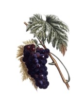 Grapevine, red wine, red grape, Muscat grape vine, Vitis vinifera, after an illustration by Pierre
