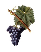 Vine, red wine, red grape, Common grape vine, Vitis vinifera, after an illustration by Pancrace