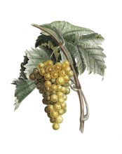 Weintraube, Muskattraube, Muskateller, White muscat grapes by Pierre Jean Francois Turpin,
