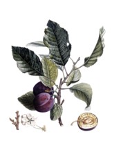 Plum of the Royale de Tours variety, after an illustration by Pierre Jean Francois Turpin,