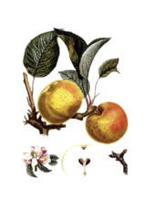 Cultivated apple, Apple, Malus domestica, Bourgogne variety after an illustration by Pierre Antoine