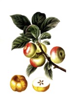 Apple tree, Malus communis, after an illustration by Pancrace Bessa, digitally restored