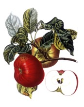 Apple of the Belle du Havre variety, after an illustration by Pierre Jean Francois Turpin,