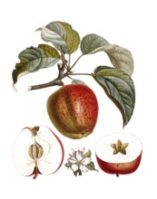 Apple of the Belle fleur variety, after an illustration by Pierre Jean Francois Turpin, digitally