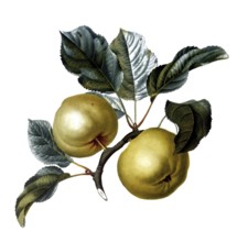 Apple of the Pomme d'Astracan variety, after an illustration by Pierre Jean Francois Turpin,