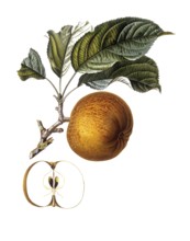 Apple of the Gros barbarie variety, after an illustration by Pierre Jean Francois Turpin, digitally