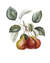 Pear of the Gros Rousselet variety, Large Summer Russelet, after an illustration by Pierre Antoine