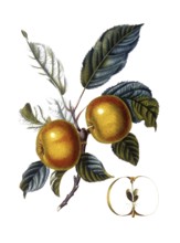 Apple of the Doux-Juvigny variety, after an illustration by Pierre Jean Francois Turpin, digitally