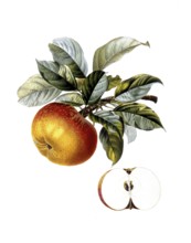 Apple of the Sort Doux Amer Gris, after an illustration by Pierre Jean Francois Turpin, digitally
