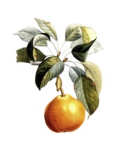 Pear of the Doyenne roux variety, after an illustration by Pierre Antoine Poiteau, digitally