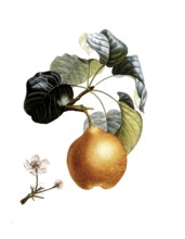 Pear of the Talousie variety, after an illustration by Pierre Antoine Poiteau, digitally restored