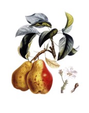 Pear of the Bezi de Chaumontel variety, Besi de Chaumontel, after an illustration by Pierre Antoine