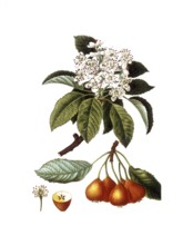 Bollweiler Pear, Sorbopyrus auricularis or Pyrus pollveria, after an illustration by Pancrace