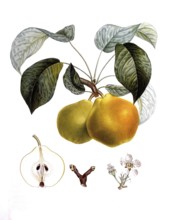 Pear of the bergamot variety, after an illustration by Pierre Antoine Poiteau, digitally restored