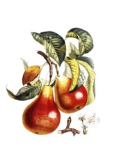 Pear of the Cardinal variety, after an illustration by Pierre Jean Francois Turpin, digitally