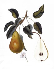 Pear of the Belle de Bruxelles variety, after an illustration by Pierre Jean Francois Turpin,
