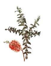 Hillock bush, a plant of the myrtle family, Melaleuca hypericifolia, after an illustration by