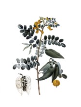 Colutea arborescence, after an illustration by Pierre Joseph Redoute, digitally restored