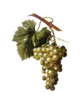 Vine, white wine, white grape, Common grape vine, Vitis vinifera, after an illustration by Pancrace