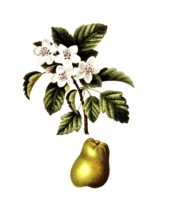Crab apple, Malus coronaria, Sorbus coronaria, after an illustration by Pancrace Bessa, digitally