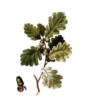 English oak, Quercus robur, after an illustration by Pancrace Bessa, digitally restored
