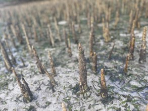 Aerial roots of the mangrove (Sonneratia alba), mangroves are among the most important ecosystems