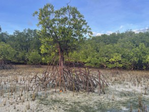 Mangroves, foreground (Rhizophora mucronata), background (Sonneratia alba), mangroves are among the
