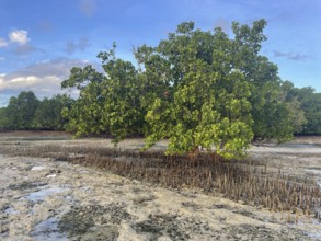 Mangrove trees (Sonneratia alba), mangroves are one of the most important ecosystems for combating