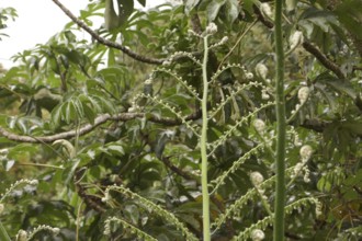 Tropical rainforest, tree fern, protected area, Northern Negros Natural Park, Negros, Northern