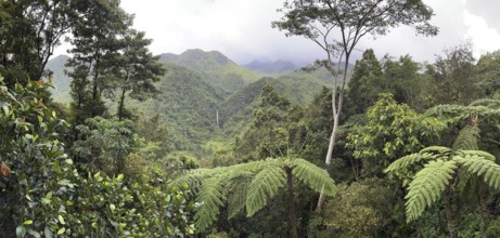 Tropical rainforest, tree ferns, rain clouds, protected area, Northern Negros Natural Park,
